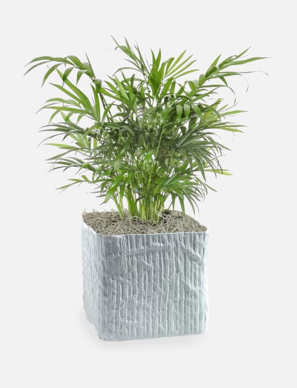Neanthe Bella Palm