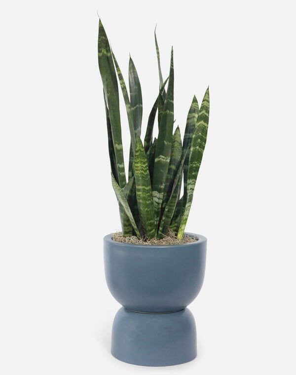 Snake Plant Black Coral Hourglass