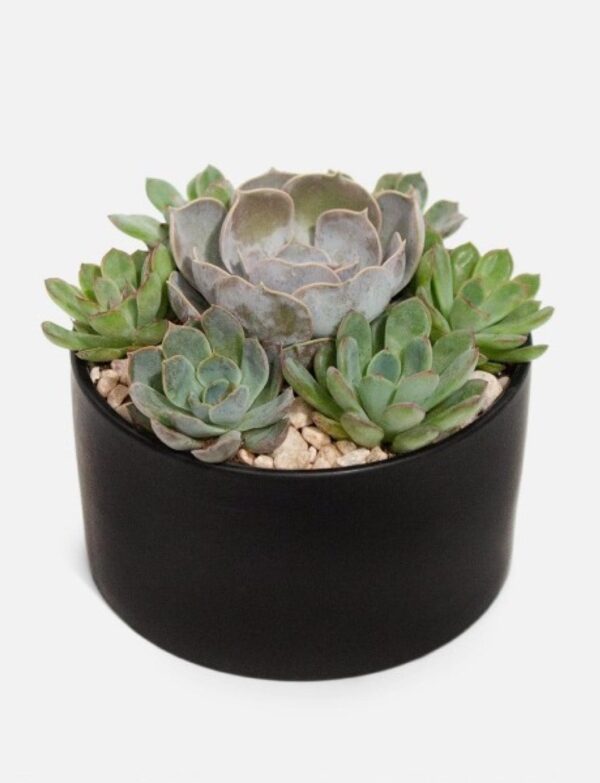 Succulent Dish