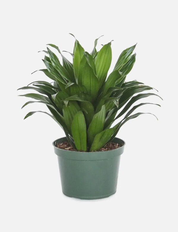 Dracaena Compacta