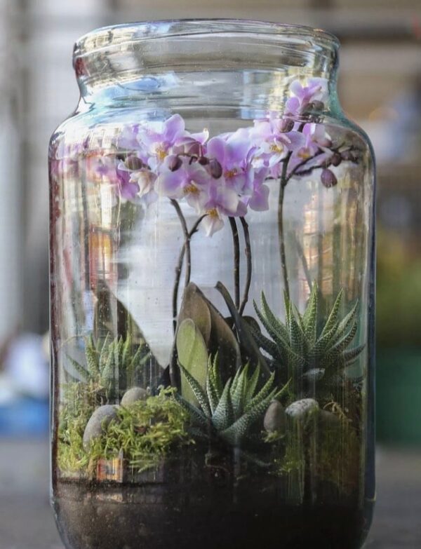 Terrarium Workshop