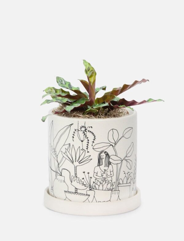 Calathea Rattlesnake - Piccolo