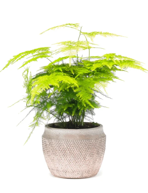 Asparagus fern houseplant