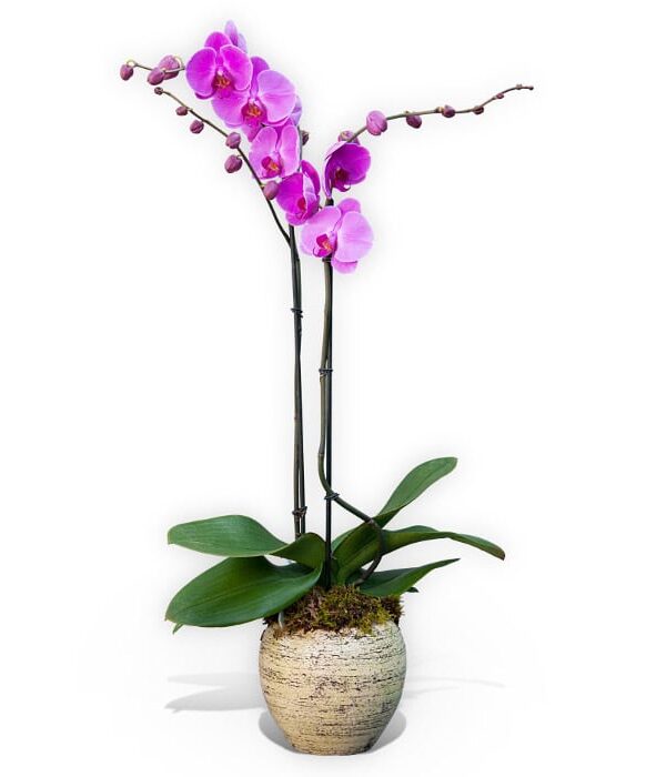 Double stemmed pink orchid