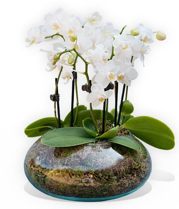 White orchidea vase