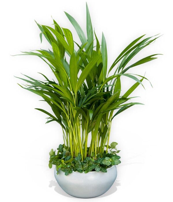 Kentia and ivy bowl