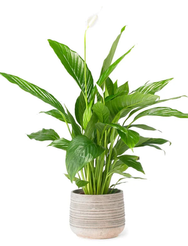 Peace lily
