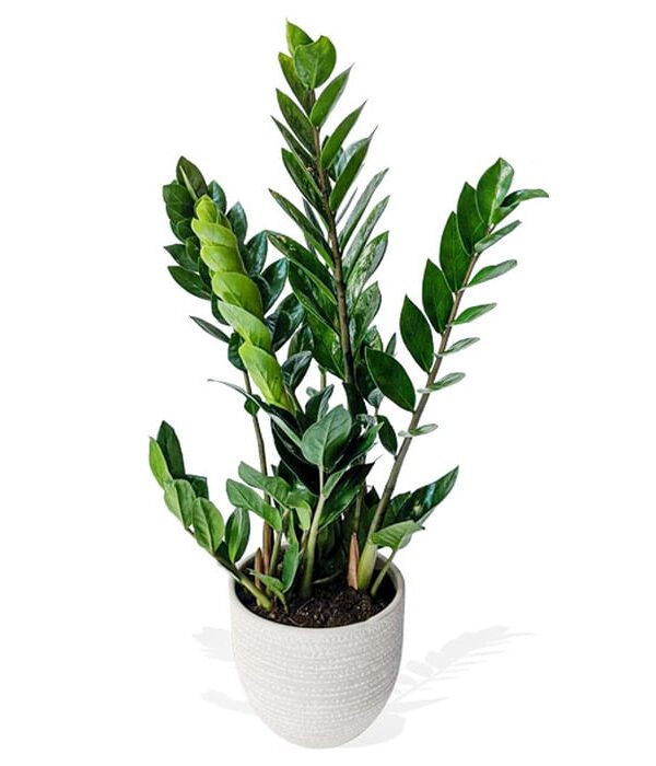 Emerald palm